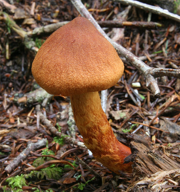 ジンガサドクフウセンタケ