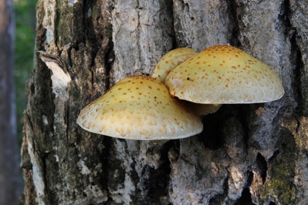 ヌメリスギタケモドキ