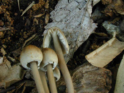 ツヤマグソタケ