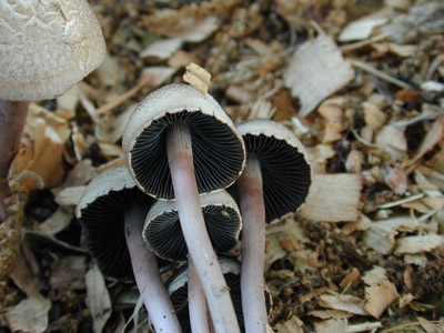 ツヤマグソタケ