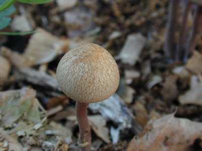 ツヤマグソタケ