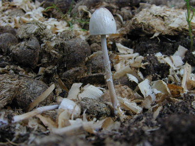 ツヤマグソタケ